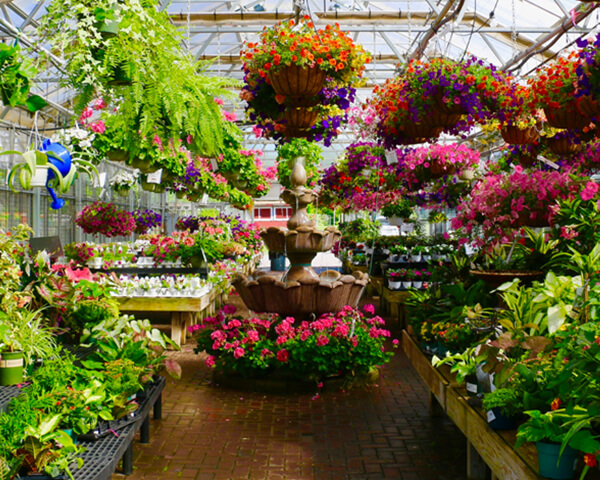 garden center plants