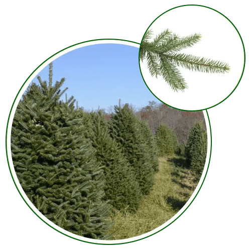 christmas balsam fir