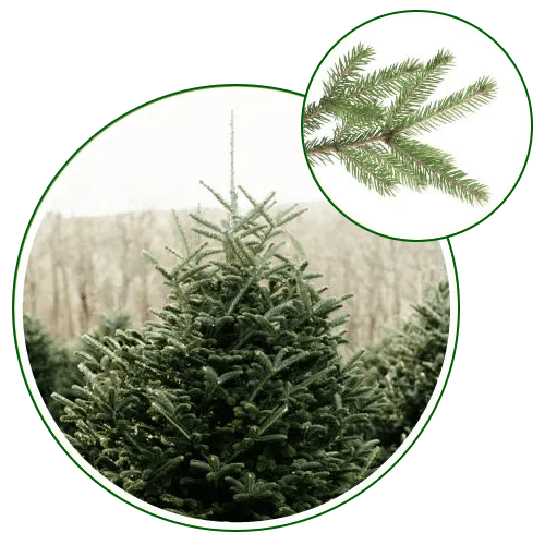 christmas fraser fir